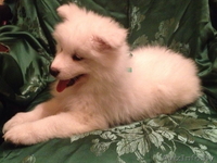 Щенки Самоеда от родителей-чемпионов - Изображение #1, Объявление #1174271