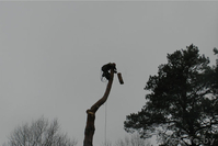  Валка (снос, удаление) аварийных деревьев, обрезка ветвей, альпинизм - Изображение #4, Объявление #1198740