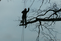 Cпилить, срубить обрезать дерево. Валка, снос, кронирование деревьев - Изображение #2, Объявление #1198819