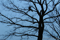 Cпилить, срубить обрезать дерево. Валка, снос, кронирование деревьев - Изображение #1, Объявление #1198819