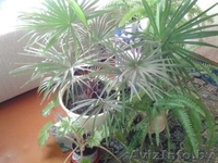 Продаю пальму веерную в Гомеле - Изображение #1, Объявление #1204290