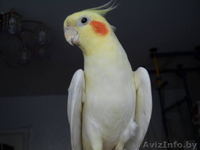 срочно продам карелл  - Изображение #1, Объявление #1223575