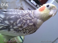 срочно продам карелл  - Изображение #4, Объявление #1223575