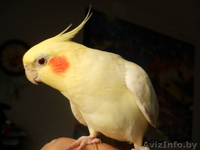 срочно продам карелл  - Изображение #2, Объявление #1223575