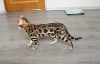 Яркая Бенгальская девочка  - Изображение #1, Объявление #1220188