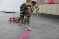 Яркая Бенгальская девочка  - Изображение #3, Объявление #1220188