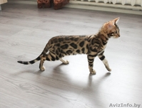 Яркая Бенгальская девочка  - Изображение #2, Объявление #1220188