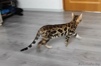 Яркая Бенгальская девочка  - Изображение #5, Объявление #1220188