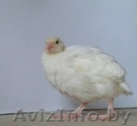 Перепела (яйцо и мясо) - Изображение #2, Объявление #1238520