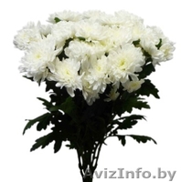 Живые цветы оптом в Гомеле - Изображение #2, Объявление #1242385