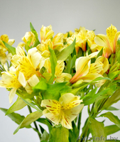 Живые цветы оптом в Гомеле - Изображение #4, Объявление #1242385