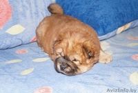 щенки чау-чау пушистые - Изображение #3, Объявление #1233901