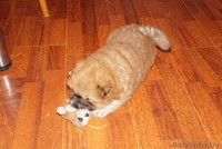 щенки чау-чау пушистые - Изображение #4, Объявление #1233901