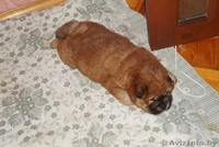 щенки чау-чау пушистые - Изображение #7, Объявление #1233901