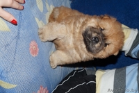 щенки чау-чау пушистые - Изображение #6, Объявление #1233901