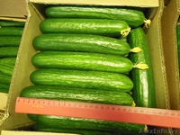 Огурцы, томаты свежие + доставка. - Изображение #2, Объявление #1245449