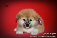 Щенки японской Акита-Ину - Изображение #2, Объявление #1246852