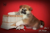 Щенки японской Акита-Ину - Изображение #6, Объявление #1246852