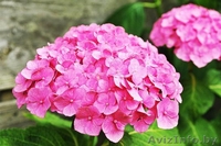 Многолетники для сада и для оформления пруда  - Изображение #9, Объявление #1264912