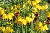 Многолетники для сада и для оформления пруда  - Изображение #4, Объявление #1264912