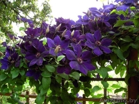 Многолетники для сада и для оформления пруда  - Изображение #1, Объявление #1264912