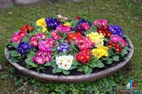 Многолетники для сада и для оформления пруда  - Изображение #6, Объявление #1264912