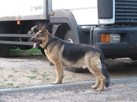 Немецкой овчарки щенки-девочки - Изображение #3, Объявление #1282922