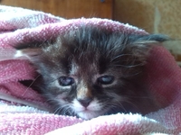 Милый котенок в хорошие руки - Изображение #1, Объявление #1293276