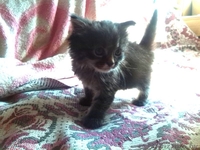 Милый котенок в хорошие руки - Изображение #2, Объявление #1293276