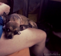 Продаю Чихуашку - Изображение #2, Объявление #1329316