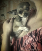 Продаю Чихуашку - Изображение #3, Объявление #1329316