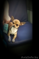 Продаю Чихуашку - Изображение #1, Объявление #1329316