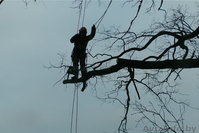 Спилить дерево, удалить дерево, срубить дерево, обрезать сад, арбористика - Изображение #1, Объявление #1332503