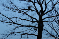 Спилить дерево, удалить дерево, срубить дерево, обрезать сад, арбористика - Изображение #2, Объявление #1332503