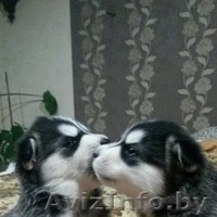 Аляские маламутики или просто  хаски - Изображение #2, Объявление #1336937