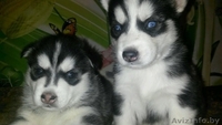 Аляские маламутики или просто  хаски - Изображение #1, Объявление #1336937
