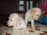 ЩЕНКИ ГОЛДЕН (ЗОЛОТИСТОГО) РЕТРИВЕРА - Изображение #4, Объявление #1341239