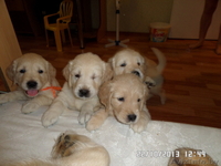 ЩЕНКИ ГОЛДЕН (ЗОЛОТИСТОГО) РЕТРИВЕРА - Изображение #5, Объявление #1341239