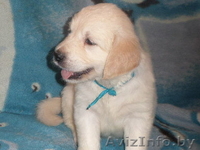 ЩЕНКИ ГОЛДЕН (ЗОЛОТИСТОГО) РЕТРИВЕРА - Изображение #1, Объявление #1341239