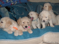 ЩЕНКИ ГОЛДЕН (ЗОЛОТИСТОГО) РЕТРИВЕРА - Изображение #2, Объявление #1341239