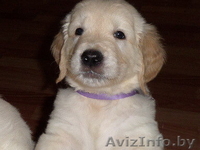 ЩЕНКИ ГОЛДЕН (ЗОЛОТИСТОГО) РЕТРИВЕРА - Изображение #3, Объявление #1341239