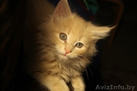 Крупные мейн-куны по низкой цене - Изображение #1, Объявление #1354497