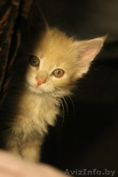 Крупные мейн-куны по низкой цене - Изображение #2, Объявление #1354497