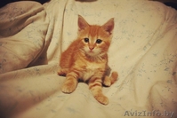 Крупные мейн-куны по низкой цене - Изображение #3, Объявление #1354497