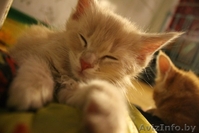 Крупные мейн-куны по низкой цене - Изображение #5, Объявление #1354497