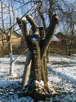 Дрова яблоня, груша - Изображение #4, Объявление #1346114