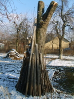 Дрова яблоня, груша - Изображение #5, Объявление #1346114