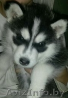 сибирская хаски - Изображение #1, Объявление #1344186