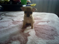 Чихуахуа щенки 1.5 месяца - Изображение #2, Объявление #1348249