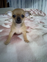 Чихуахуа щенки 1.5 месяца - Изображение #4, Объявление #1348249